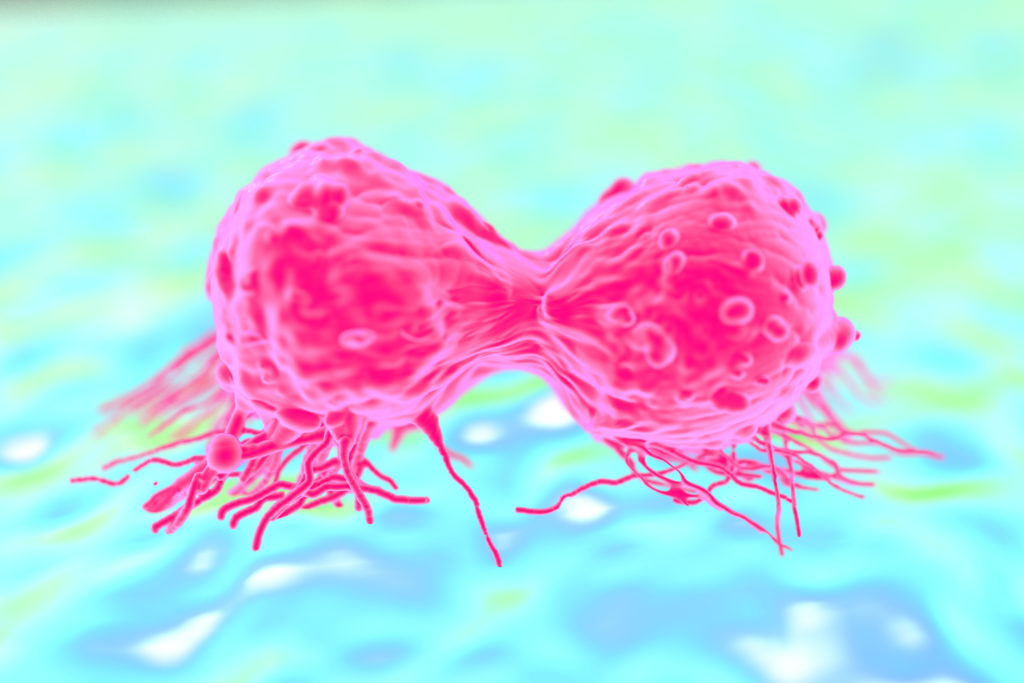 Dividing Breast Cancer Cell