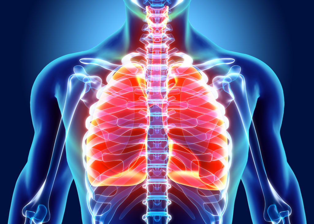 3D illustration of Lungs Part of Human Organic.