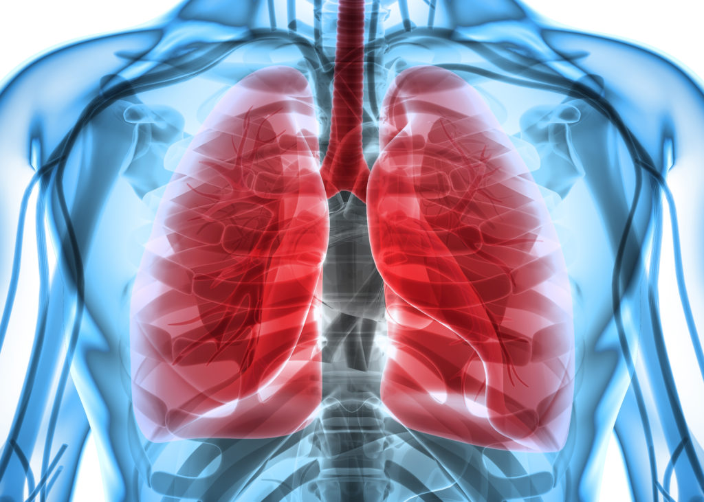 3D illustration of Lungs Part of Human Organic.