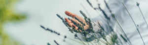 Dreamy Panoramic Image Of A Female Hand Moving Through Lavender Flowers