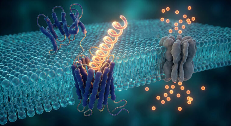 GLP 1 Receptor Activation and Downstream Calcium Channel Modulation on Smooth Muscle Membrane